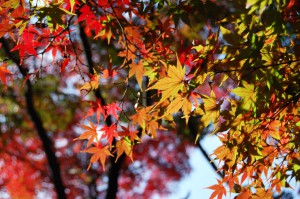 紅葉 フリー素材ドットコム