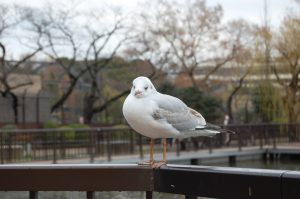 鳥 フリー素材ドットコム