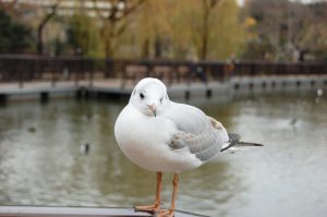 鳥 フリー素材ドットコム