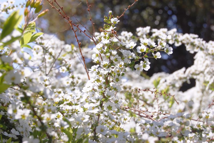 春に咲く白い花 ユキヤナギ フリー素材ドットコム