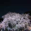 夜桜 フリー素材ドットコム