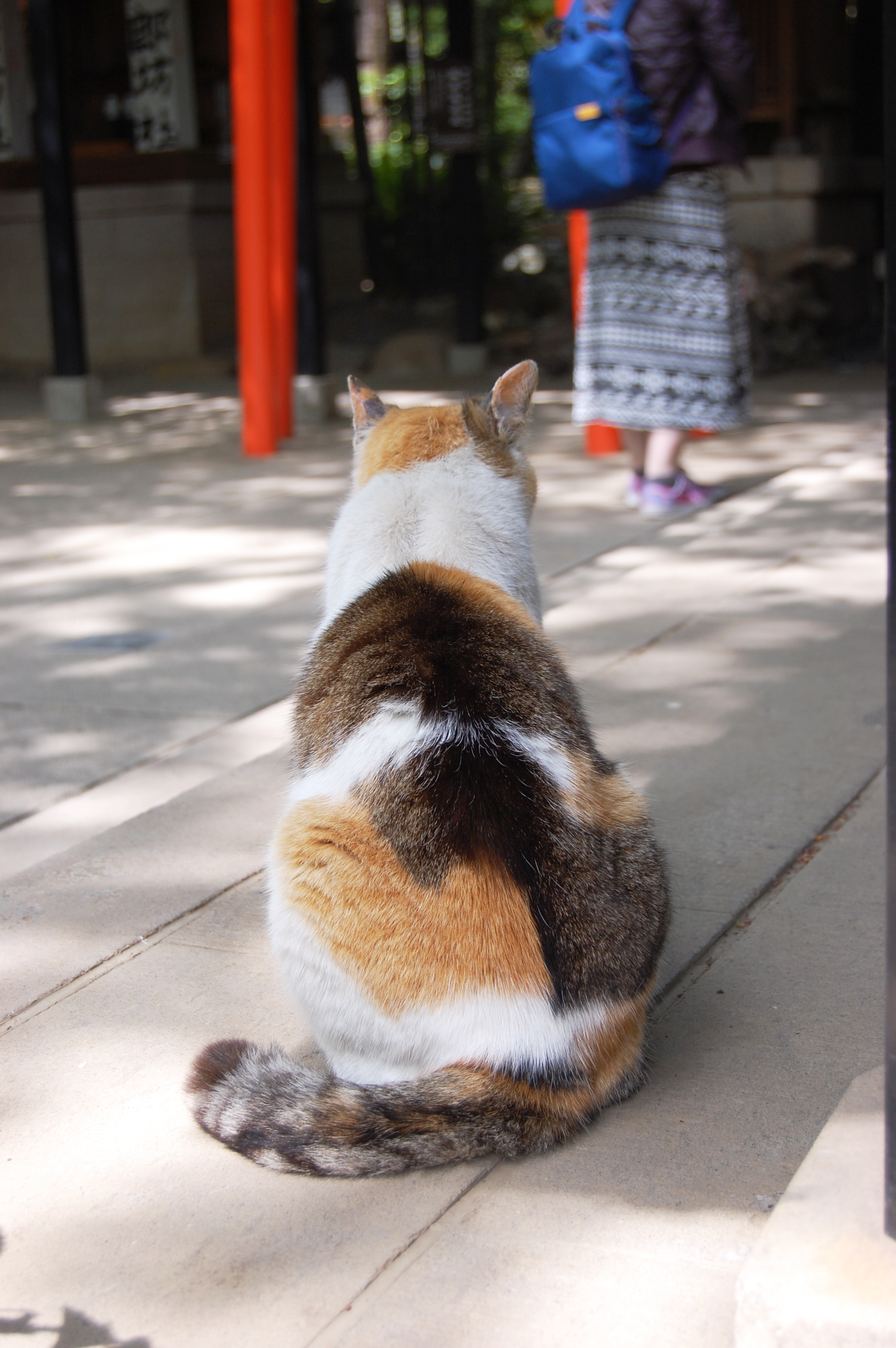 三毛猫の後姿 尻尾 フリー素材ドットコム