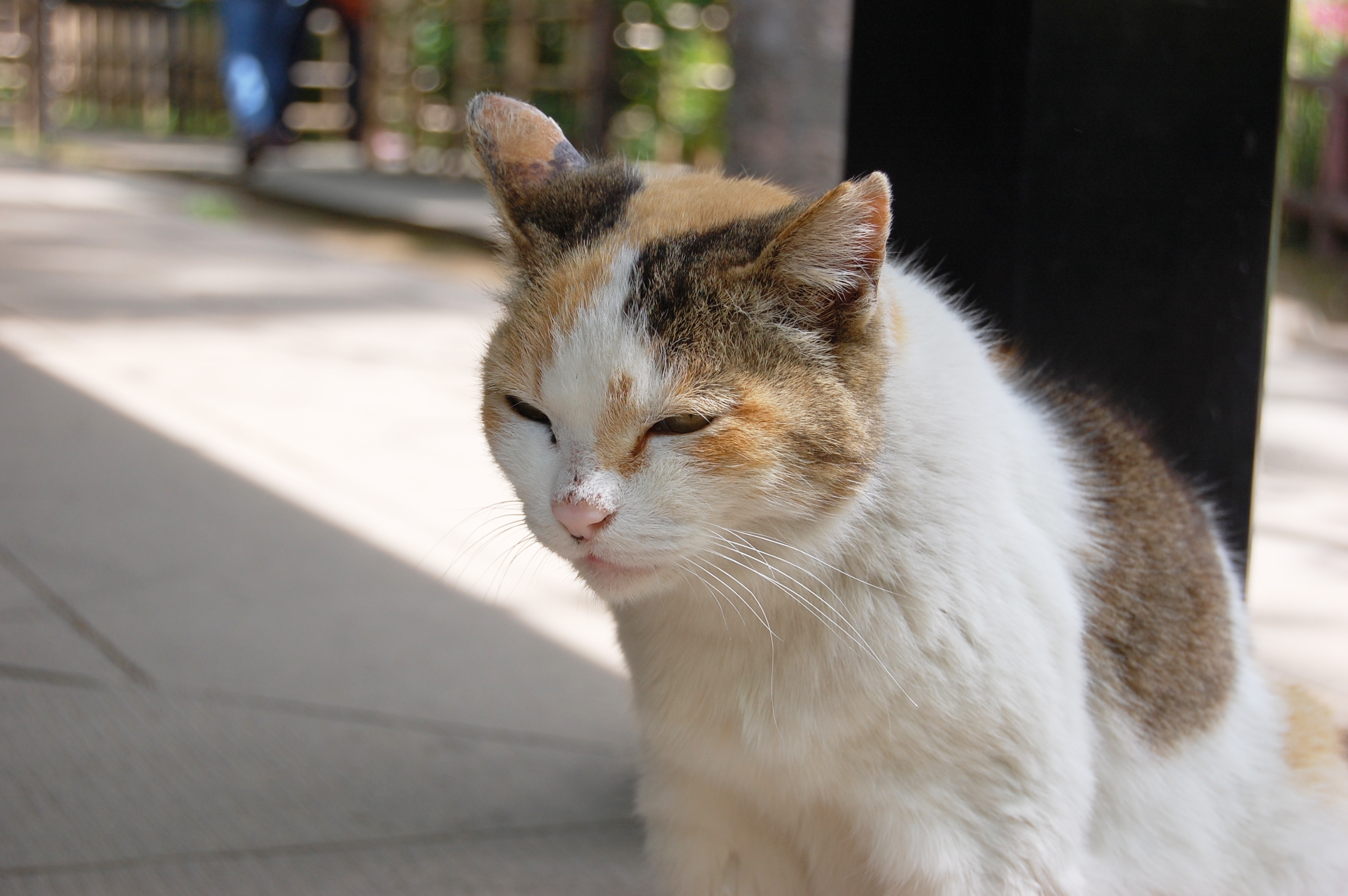 眠そうな表情の三毛猫 フリー素材ドットコム