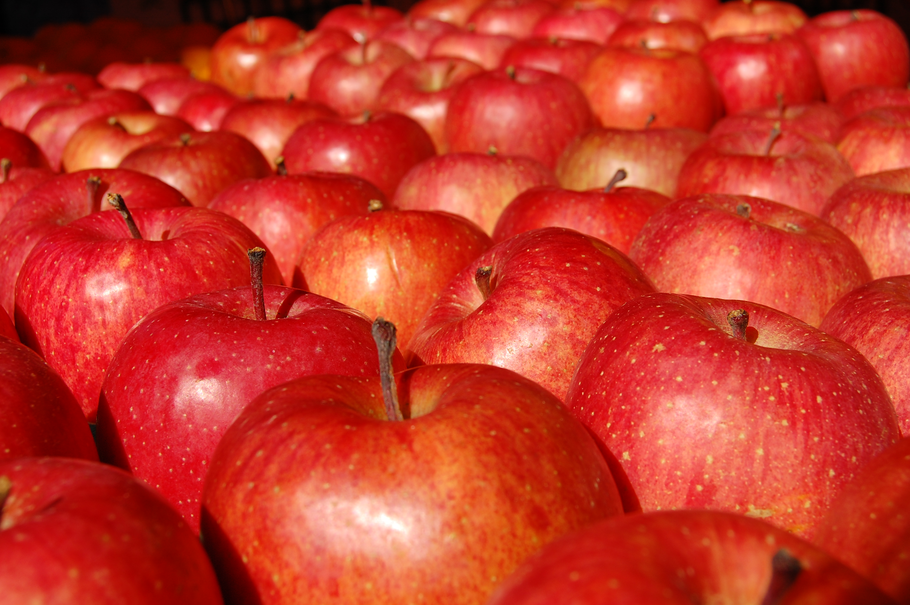 林檎 りんご 盛りだくさん フリー素材ドットコム
