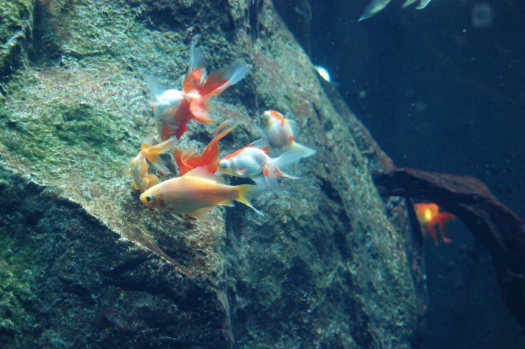 水中の金魚02 フリー素材ドットコム