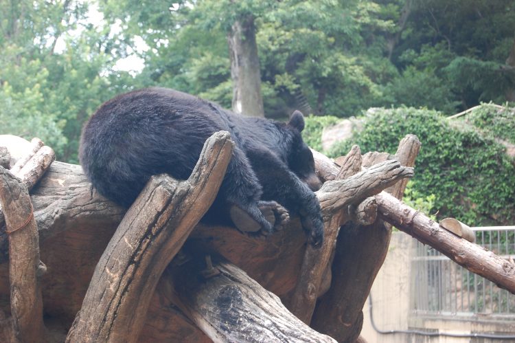 睡眠中の熊 クマ 肉球 フリー素材ドットコム