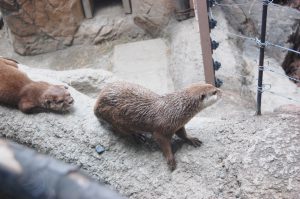 カワウソ フリー素材ドットコム