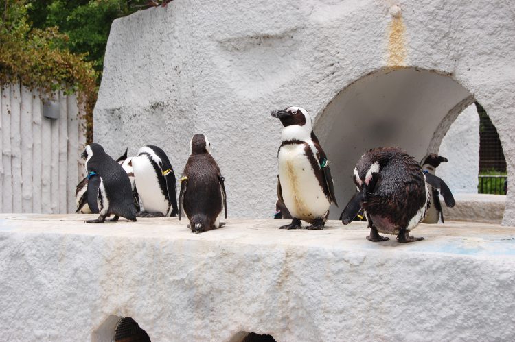 複数のペンギン フリー素材ドットコム