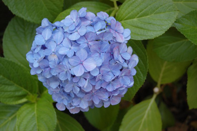 梅雨の時期 紫陽花 アジサイ フリー素材ドットコム