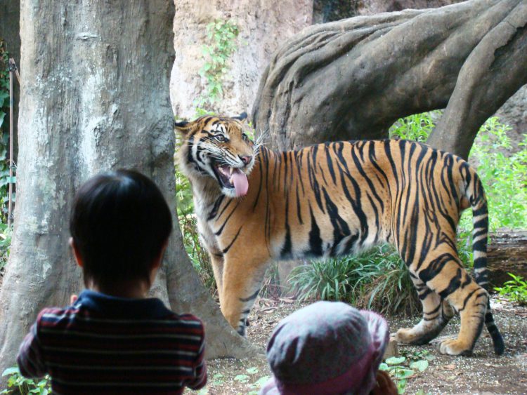 動物園のトラと それを見る子供たち フリー素材ドットコム