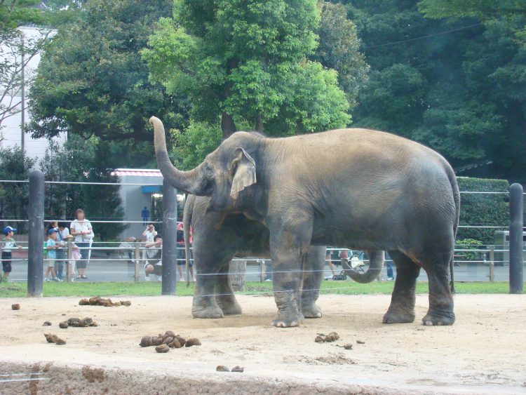 鼻を上げた象 ゾウ 動物園 フリー素材ドットコム