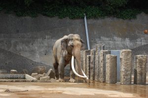 ゾウ フリー素材ドットコム