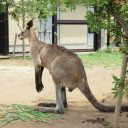 動物園 フリー素材ドットコム Part 6