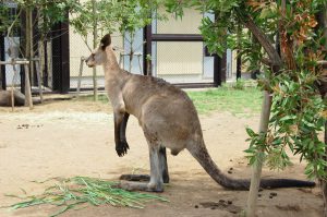 動物園 フリー素材ドットコム Part 6