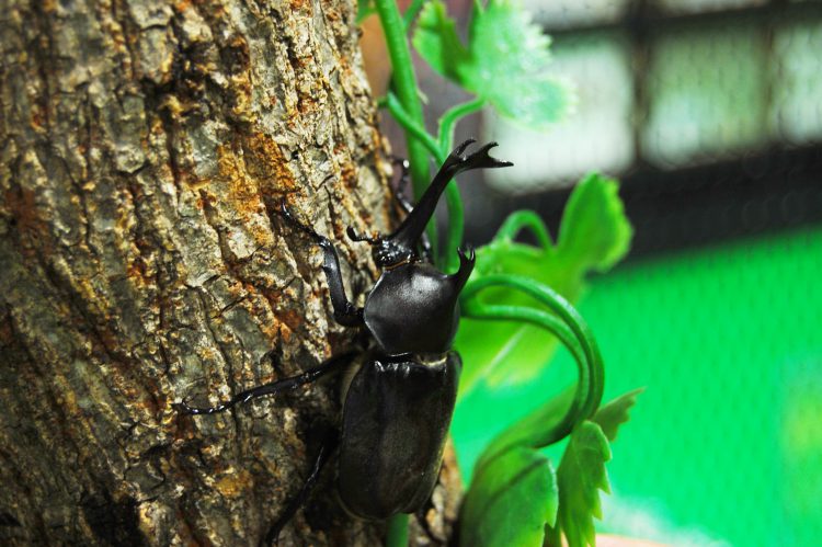 木に登るカブトムシ(3)  フリー素材ドットコム