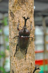 カブトムシ  フリー素材ドットコム
