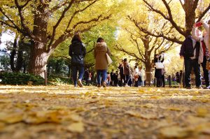 紅葉 フリー素材ドットコム