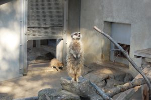 ミーアキャット フリー素材ドットコム