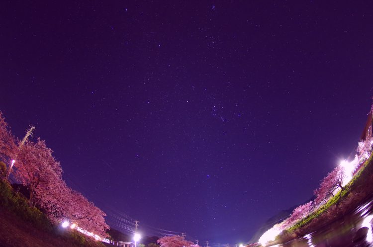 星の夜空と 桜 さくら 01 フリー素材ドットコム