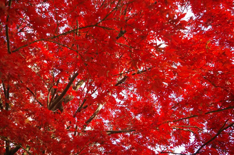 秋景色 紅葉 もみじ 04 フリー素材ドットコム