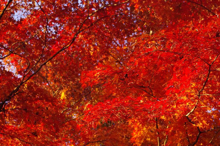 秋景色 紅葉 もみじ 03 フリー素材ドットコム