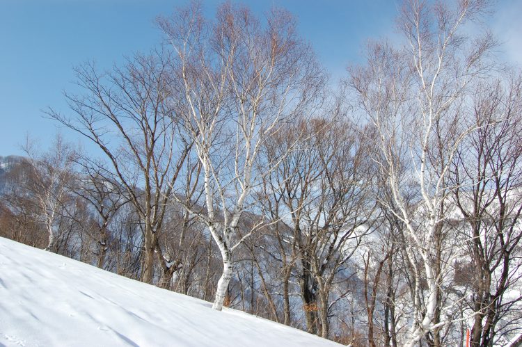 雪山と木々 冬景色 02 フリー素材ドットコム