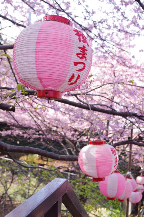 桜と 提灯02 フリー素材ドットコム