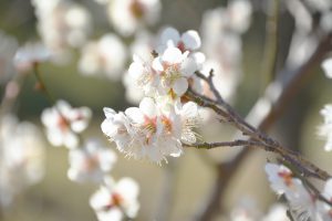 梅 フリー素材ドットコム