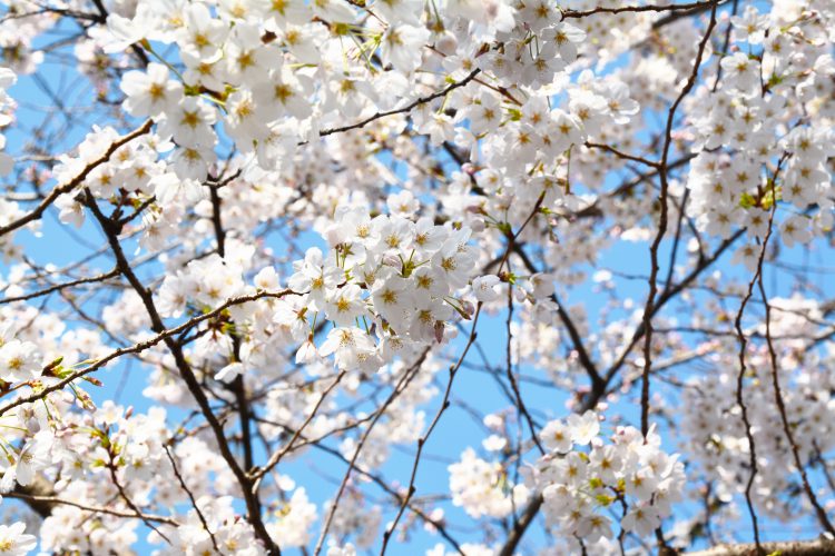 桜は下を向いて咲く花02 フリー素材ドットコム