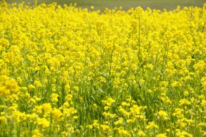 菜の花 フリー素材ドットコム