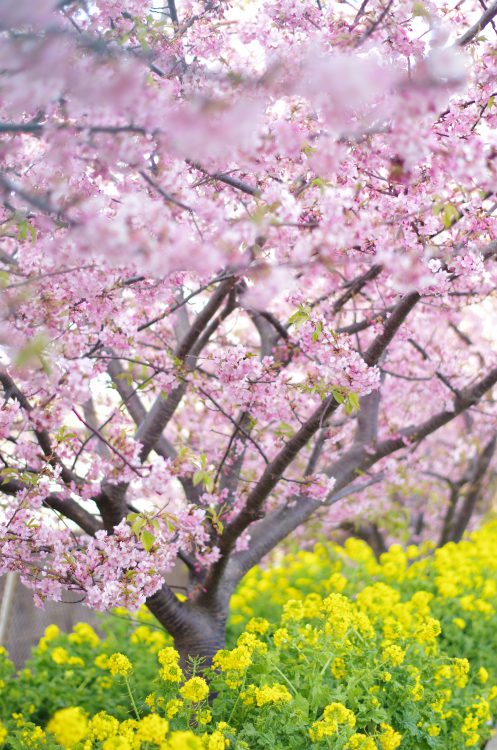 河津桜と菜の花 フリー素材ドットコム