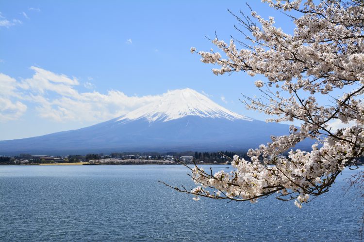 富士山と桜03 フリー素材ドットコム