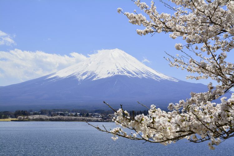 富士山と桜04 フリー素材ドットコム