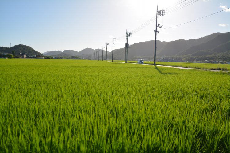 田んぼ 田園風景01 フリー素材ドットコム