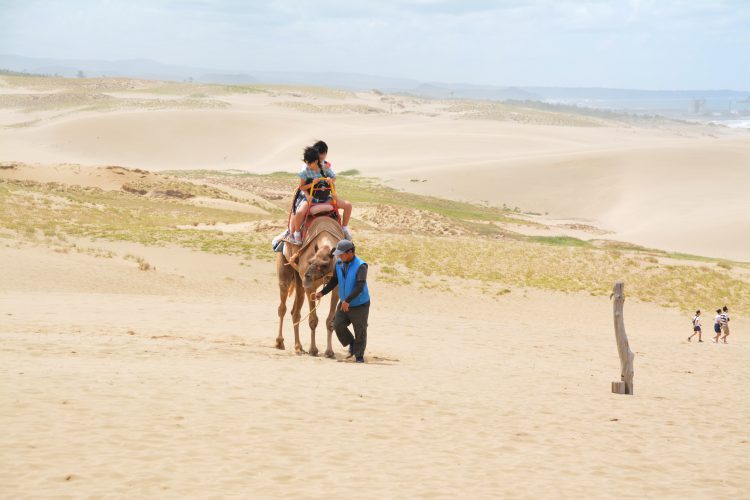 ラクダ01 フリー素材ドットコム