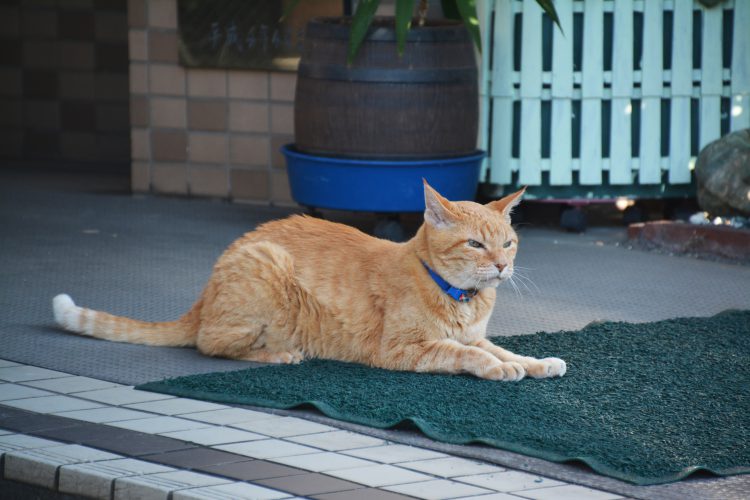 何食わぬ顔の猫01 フリー素材ドットコム