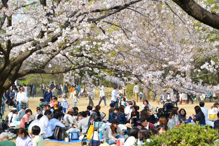 桜 お花見05 フリー素材ドットコム