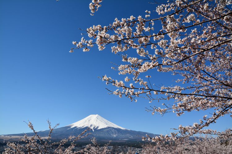 富士山と桜06 フリー素材ドットコム