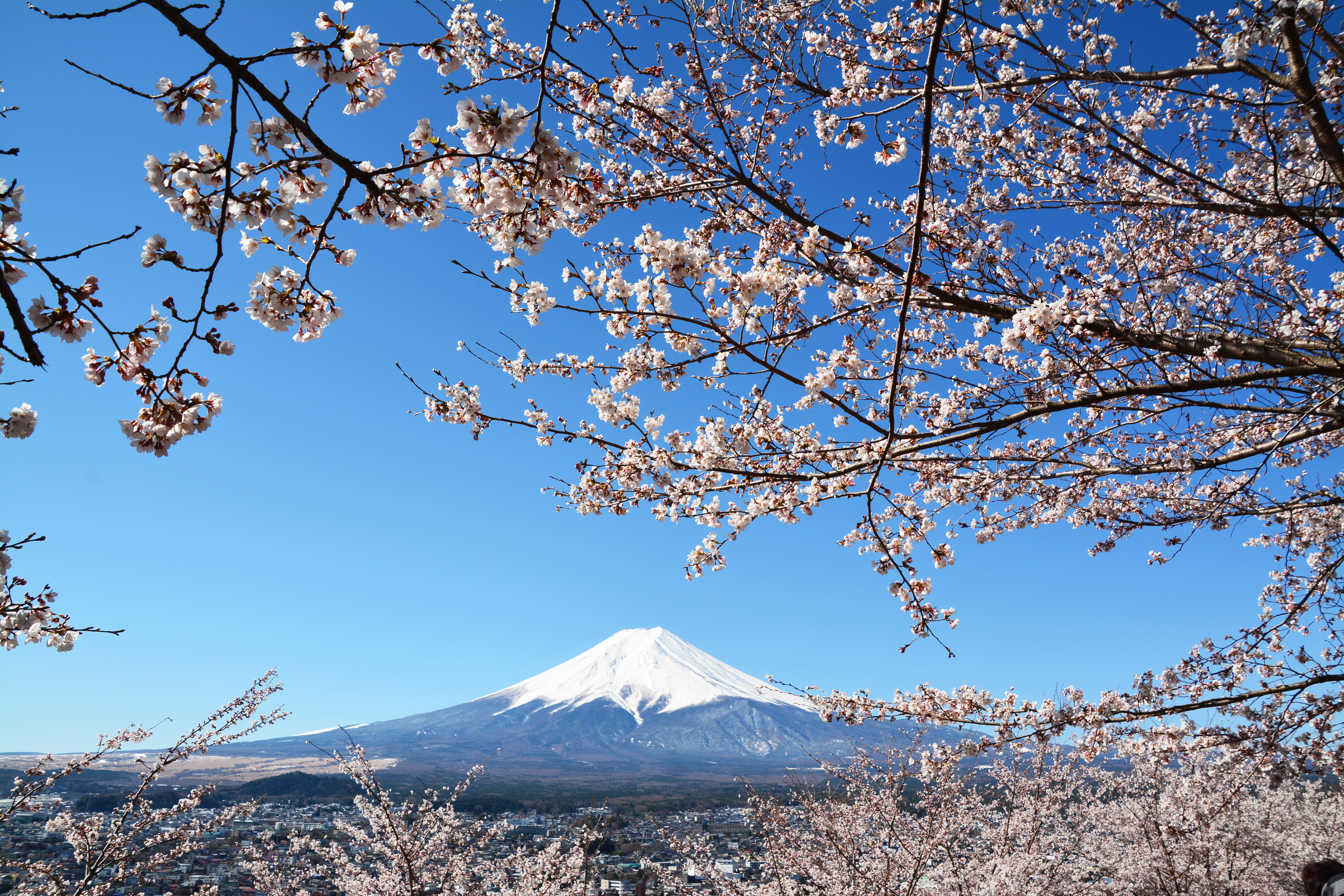 富士山と桜05 フリー素材ドットコム