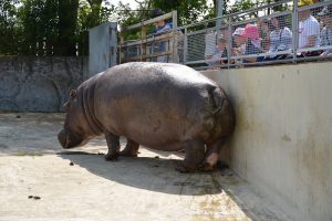 動物園 フリー素材ドットコム Part 4