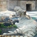 切り株の上で木の実を食べるリス01 フリー素材ドットコム