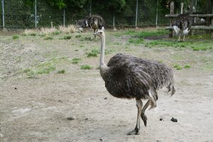 ダチョウ フリー素材ドットコム