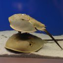 幻想的なクラゲ01 フリー素材ドットコム