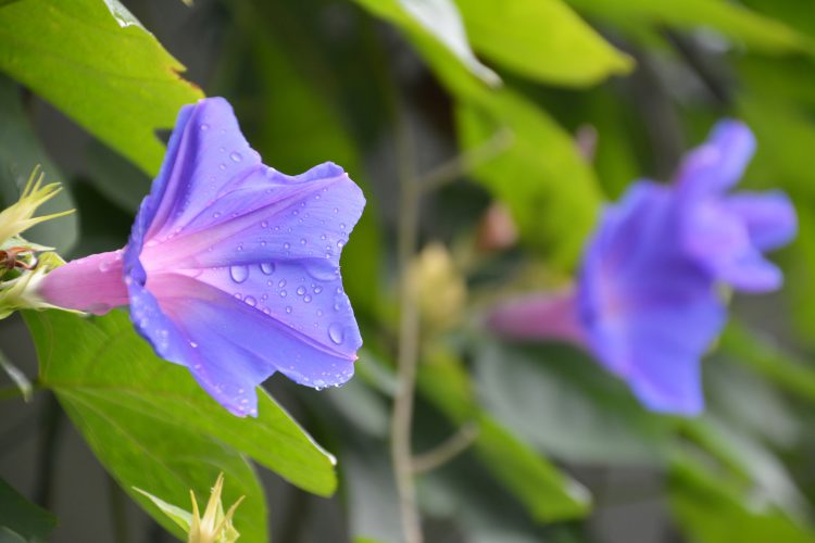 アサガオ03 フリー素材ドットコム