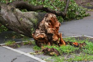 台風 フリー素材ドットコム