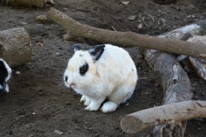 ウサギ フリー素材ドットコム