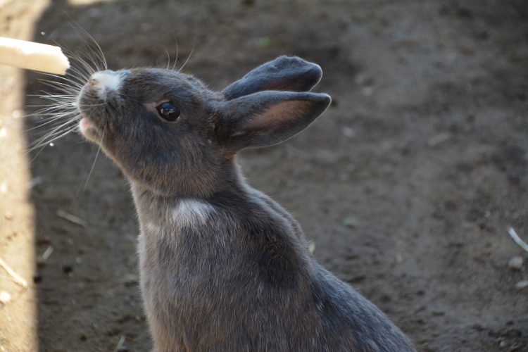 餌を食べる ウサギ 01 フリー素材ドットコム