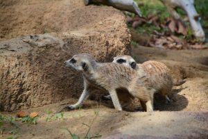 ミーアキャット フリー素材ドットコム