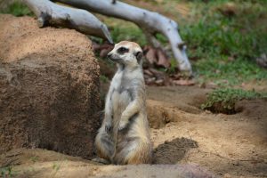 ミーアキャット フリー素材ドットコム