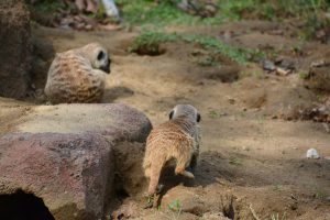 ミーアキャット フリー素材ドットコム